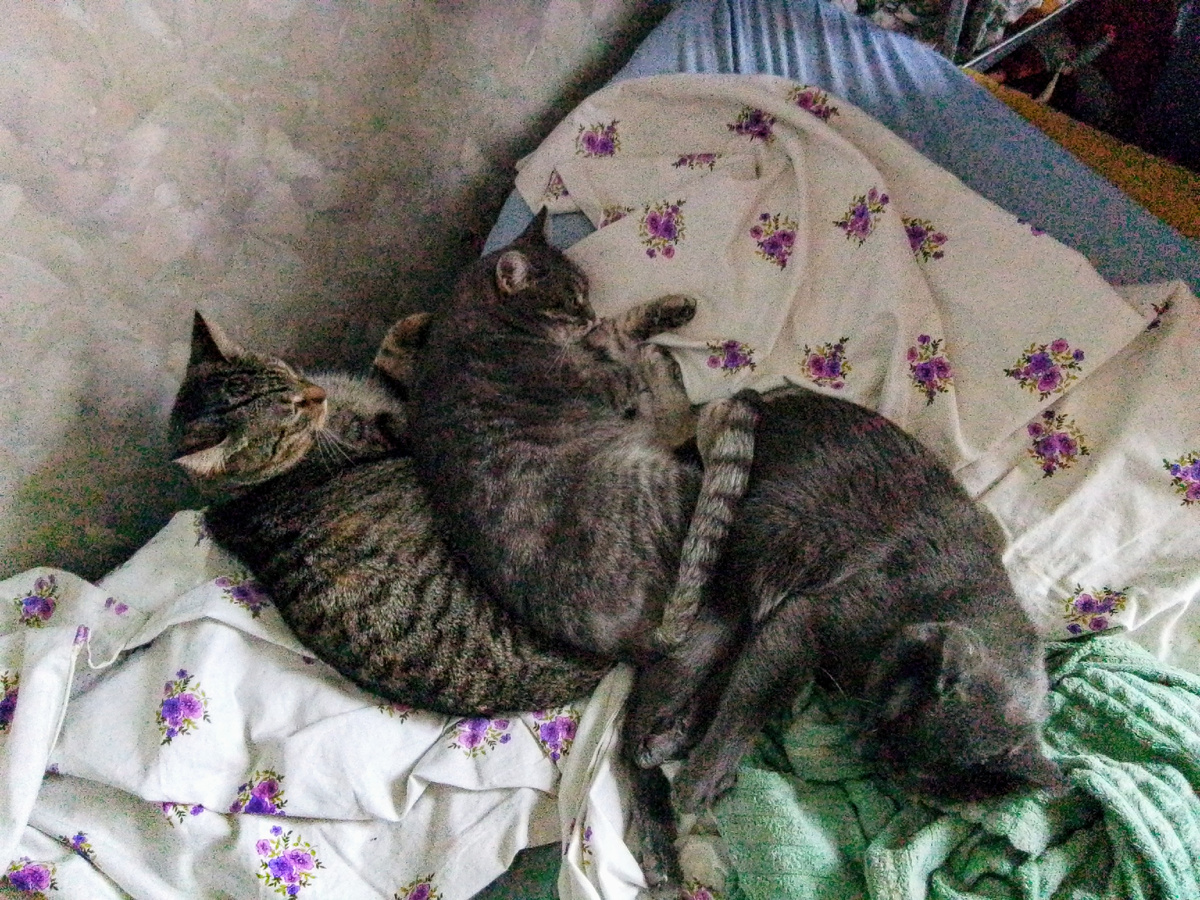 После хорошего ужина Милана предпочитает поспать между двумя тёплыми братцами