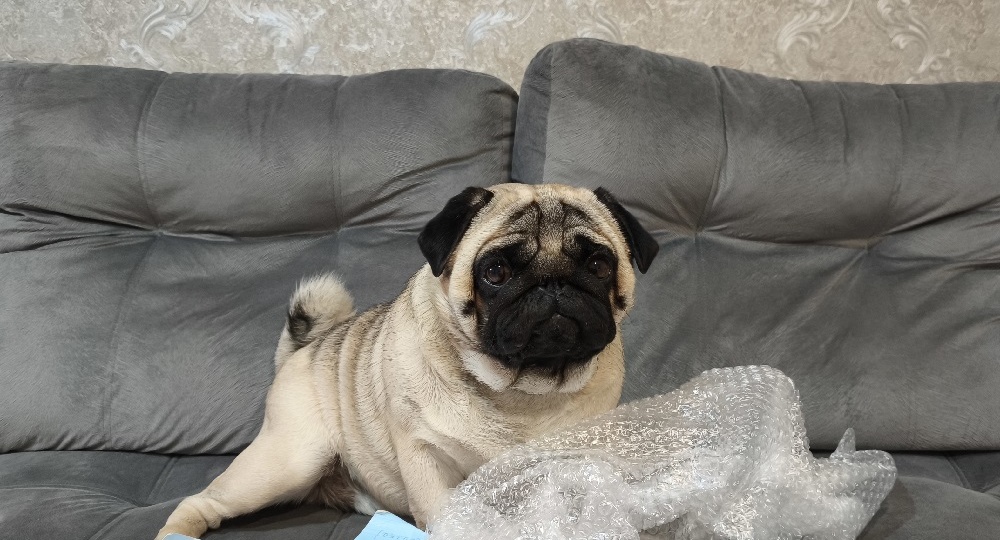 Дневник мопса: Тяжелые будни репетитора