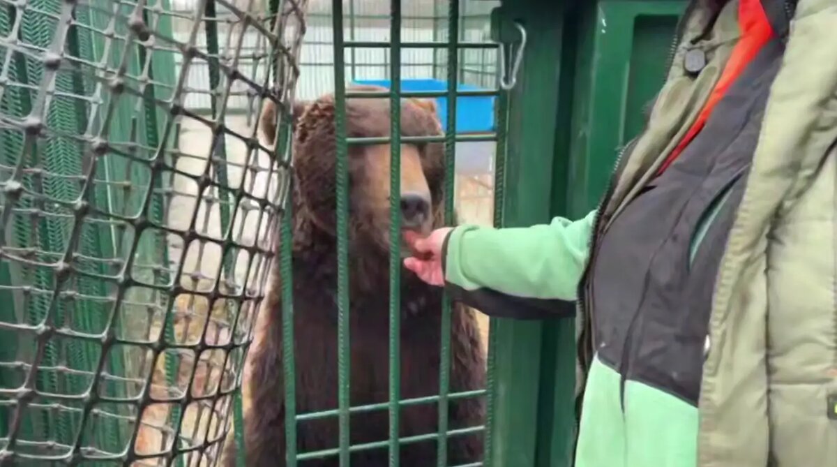    Фото: скриншот видео из telegram-канала «Экология — дело каждого!»