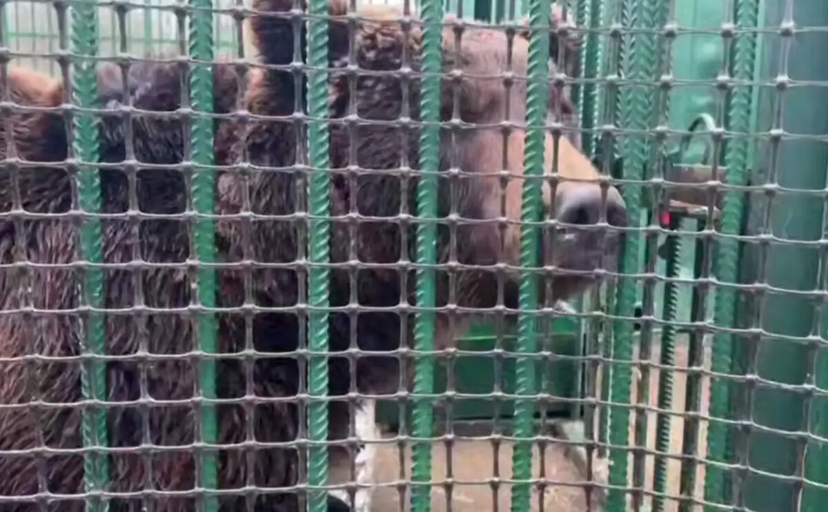    Фото: скриншот видео из telegram-канала «Экология — дело каждого!»