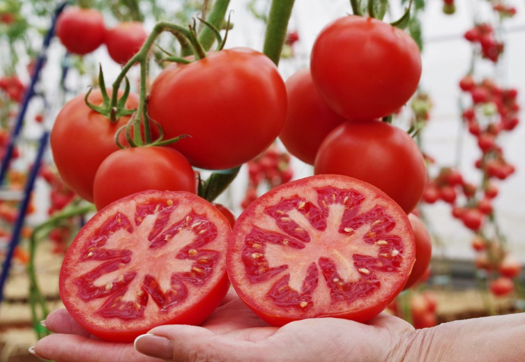 «Финалист F1» 