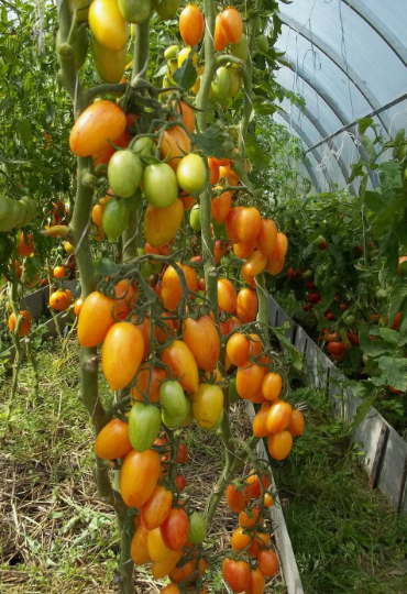 Более 20-ти сортов и гибридов томатов для Открытого Грунта и теплицы
