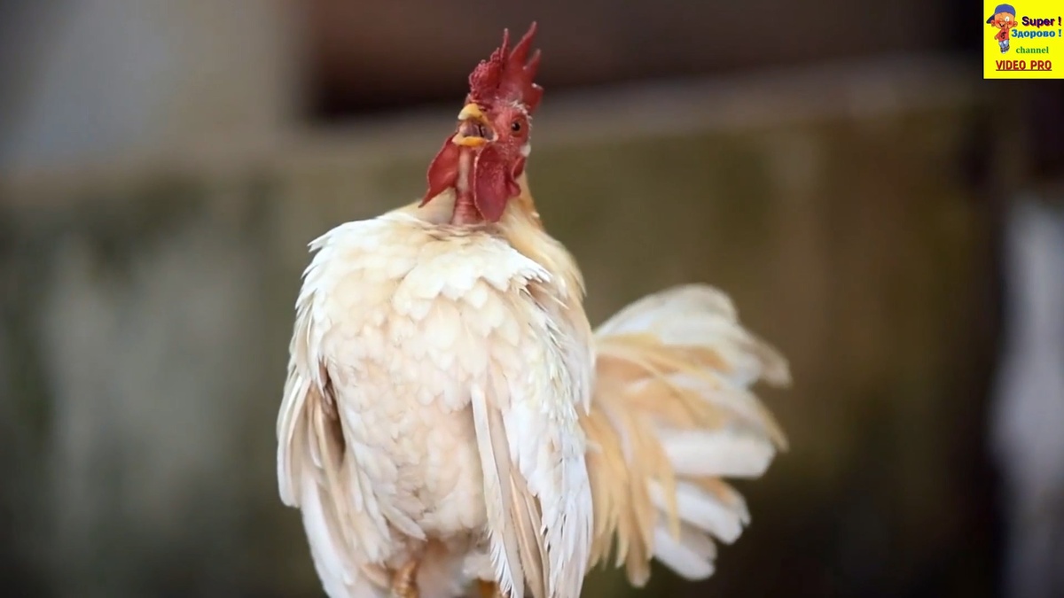 Заразительный смех 😂