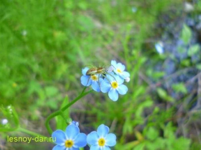 Незабудка болотная (фото с блога "Лесная кладовая")