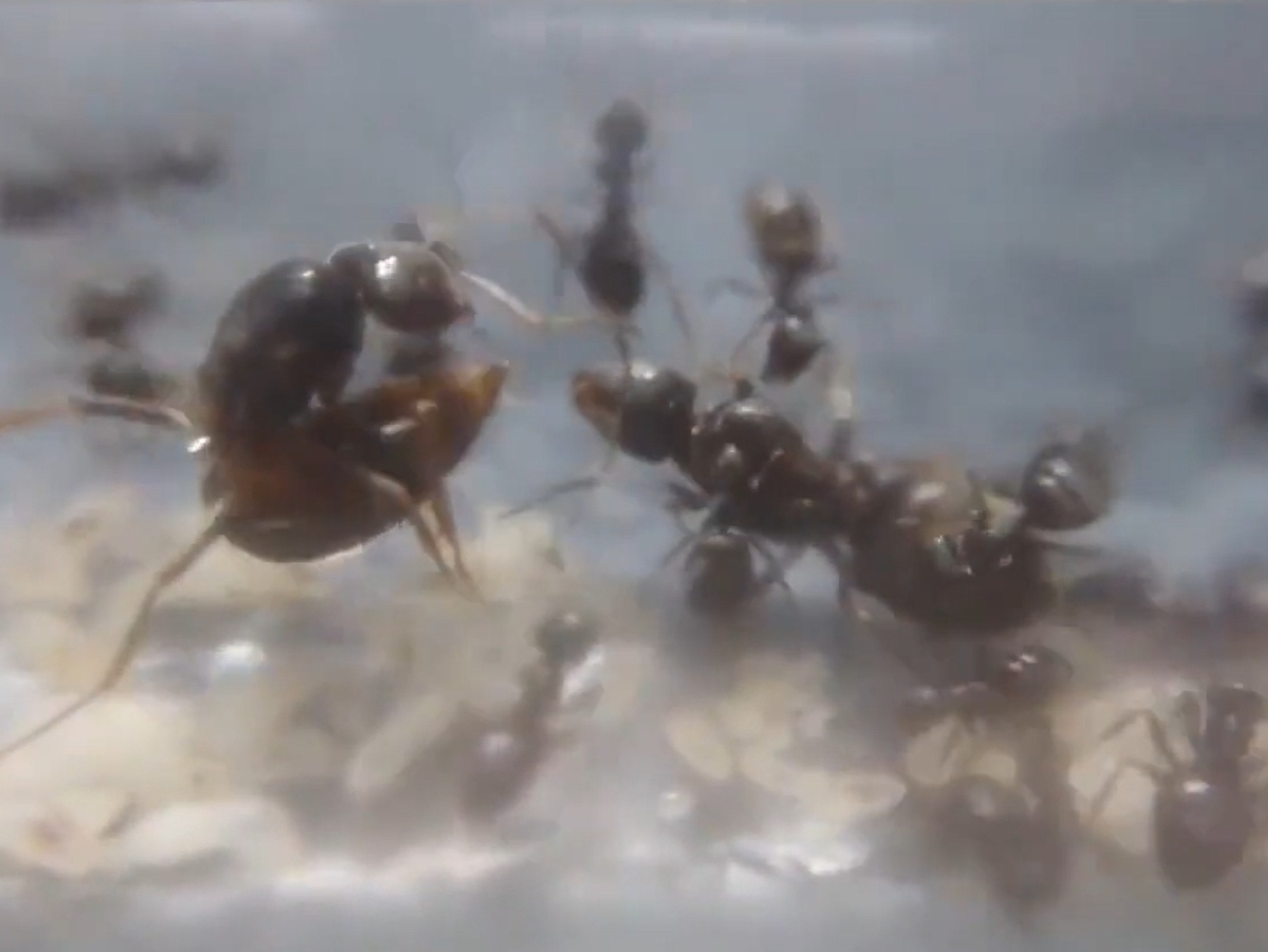 Главный момент вторжения: чужая самка метит чужую королеву