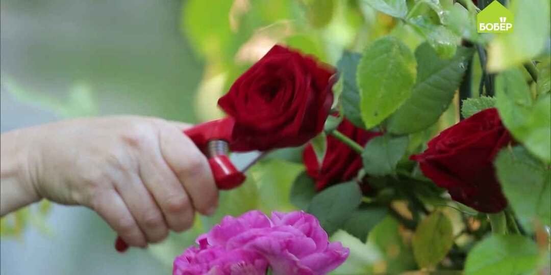 Консервируем цветочные ароматы