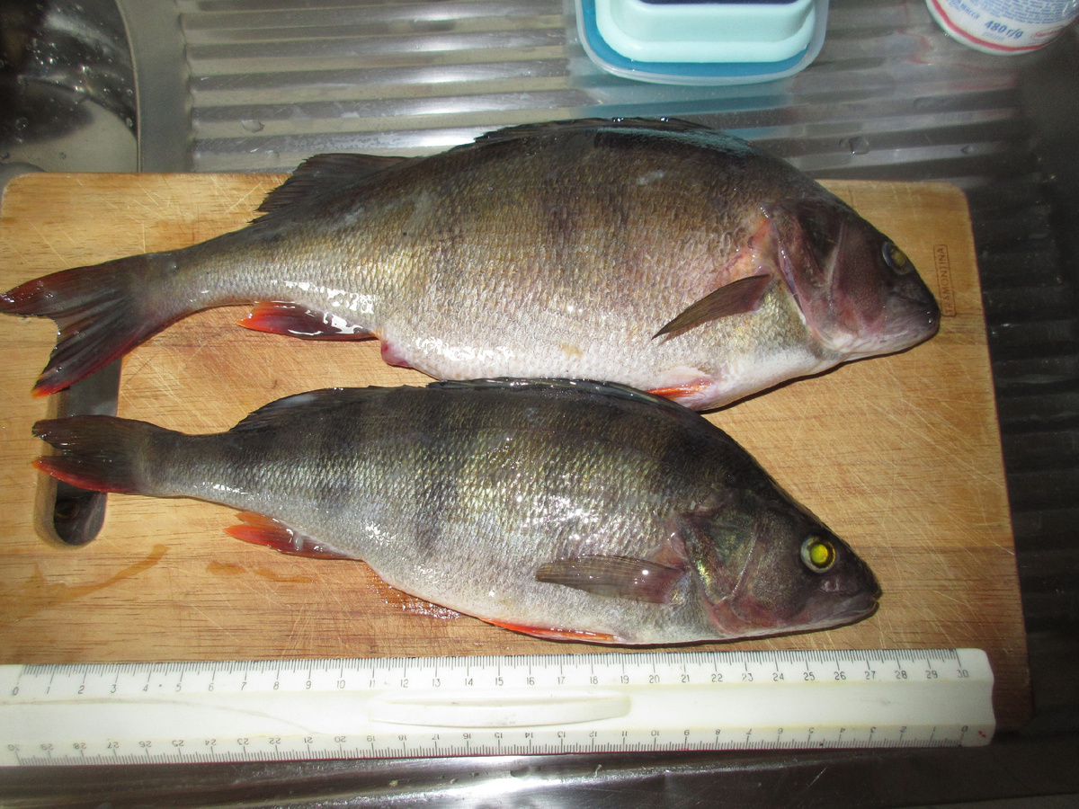 фото: Владимир Колгин