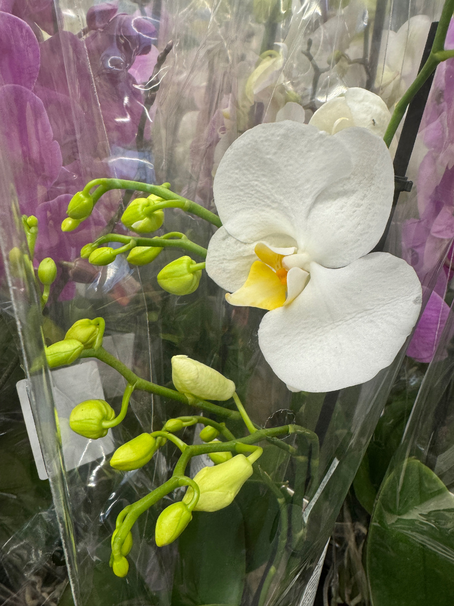 длинные бутоны