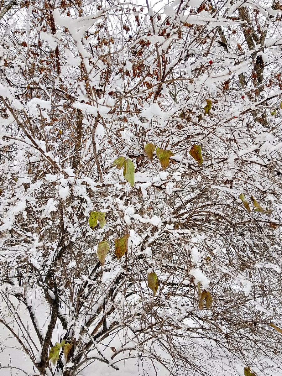 Успела поймать снежную красоту, фото автора 
