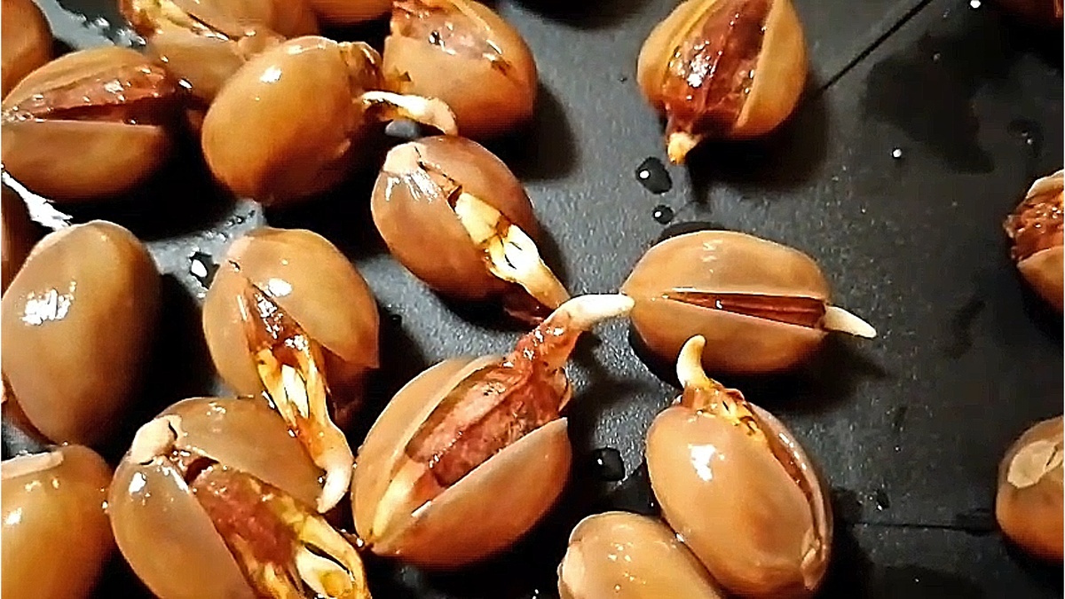 Семена фисташки Акбари после перекиси водорода состояние на 18.11.2025г. от Small Garden's