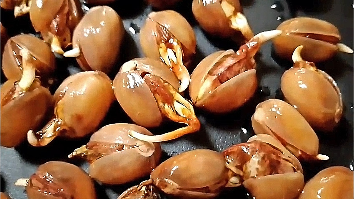 Семена фисташки Акбари после перекиси водорода состояние на 18.11.2025г. от Small Garden's