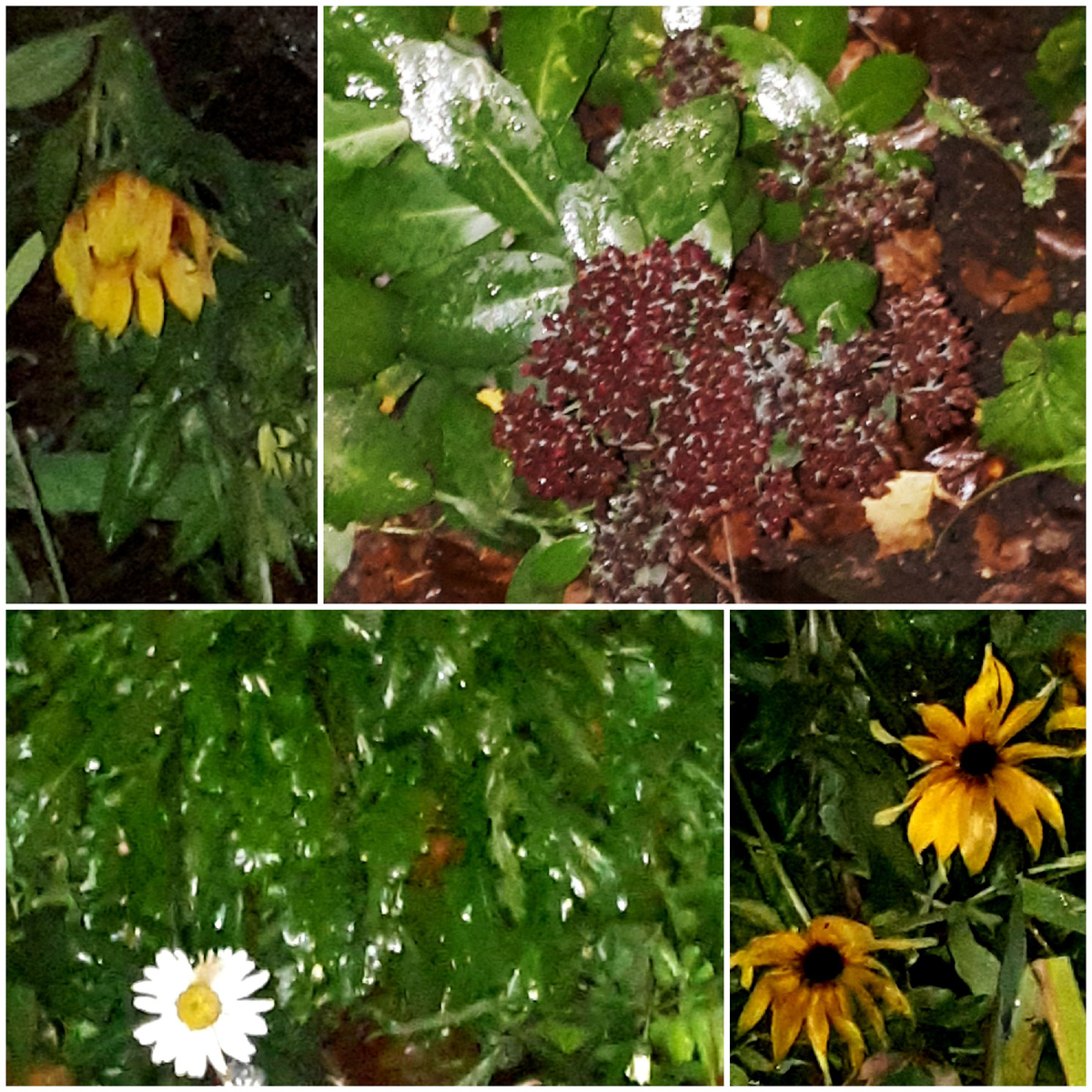 Коллаж автора 18.11.2025г.