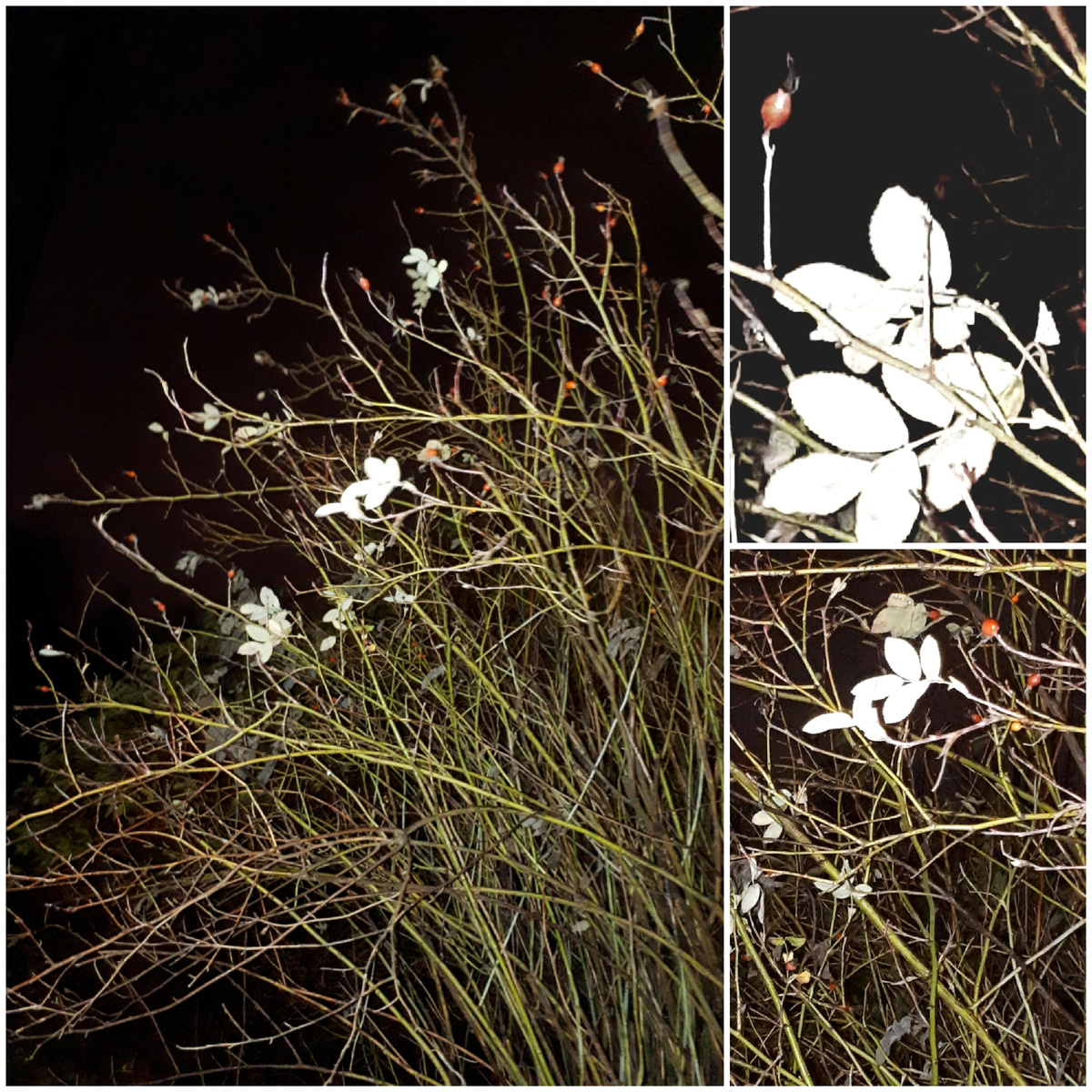 Коллаж автора 18.11.2025г.