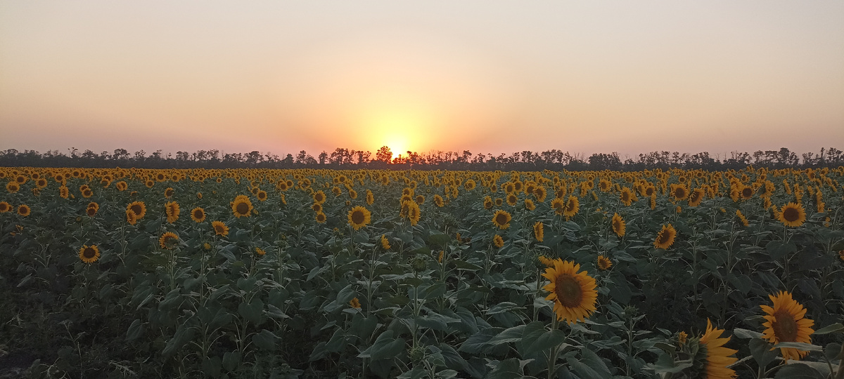 Кубанский подсолнечник