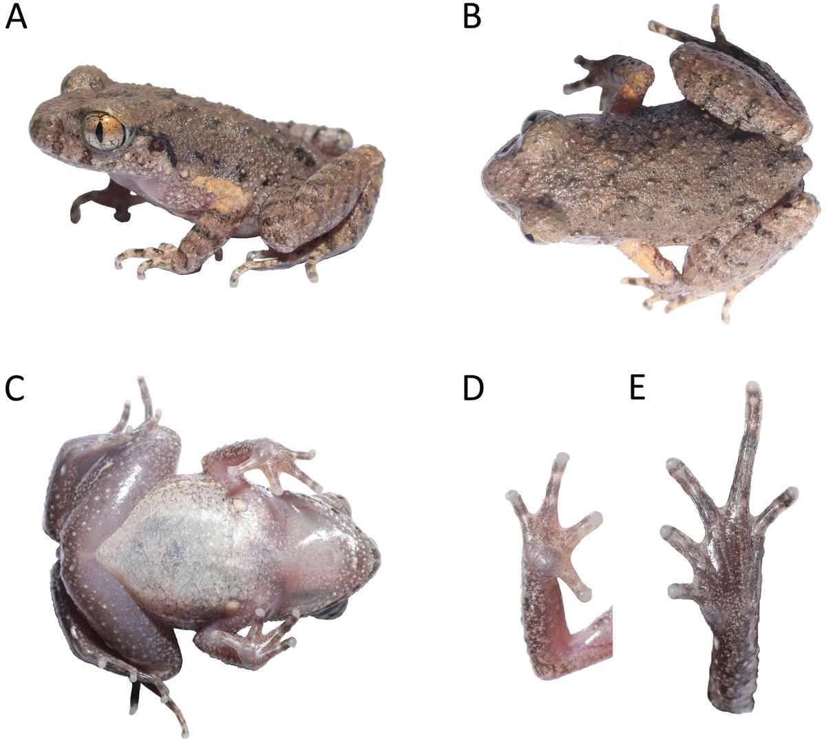 Новый вид лягушек из Китая