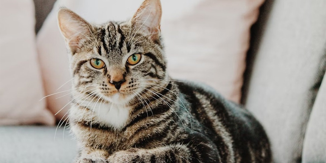 Не только генетика: ветеринары бьют тревогу из-за роста кардиозаболеваний у питомцев в Москве