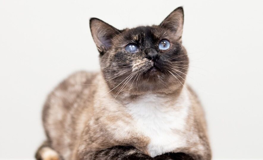 За год ни одного звоночка. Ни порода, ни голубые глазки не помогли Варе найти дом