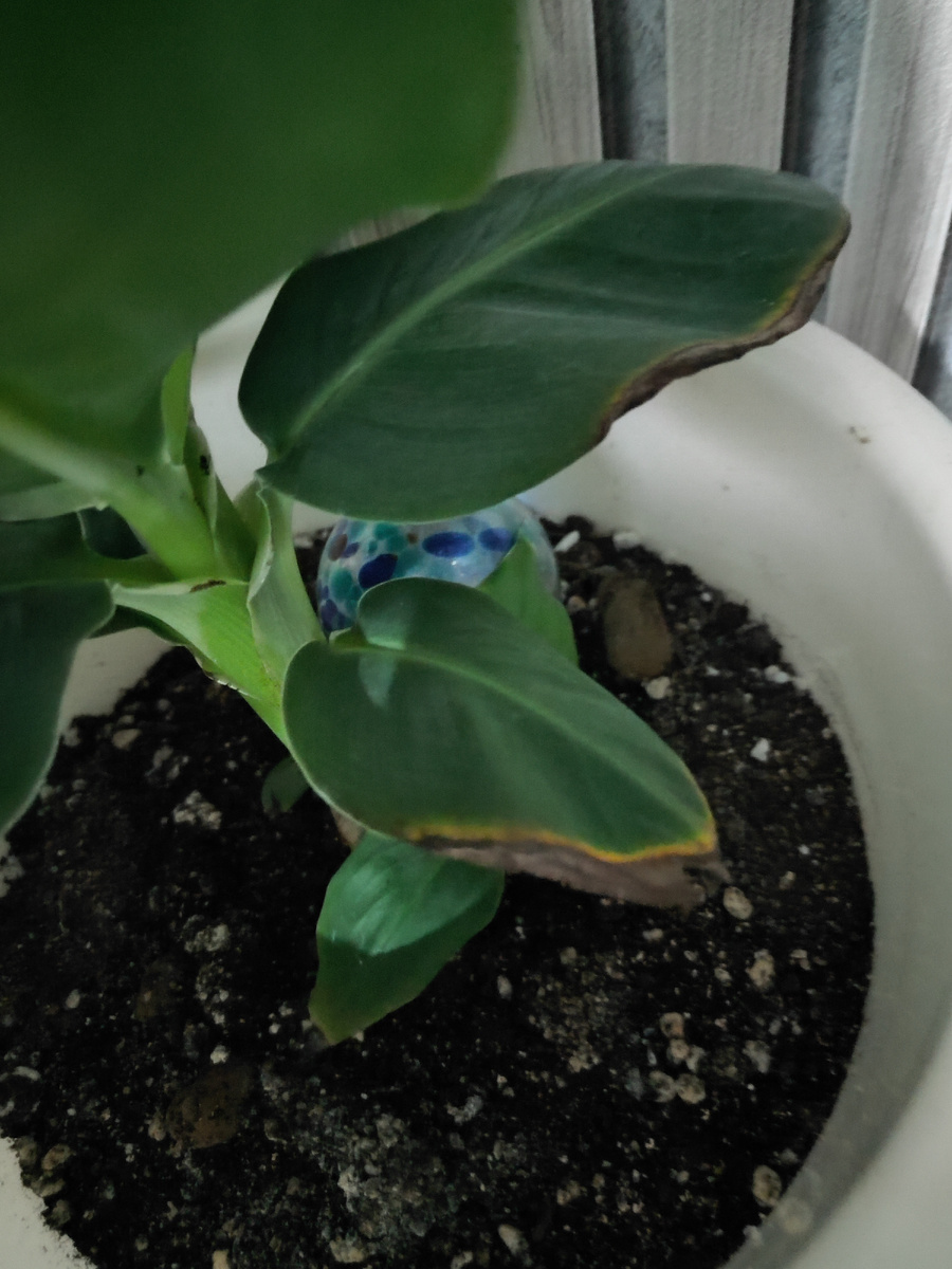 Сухие кончики листьев