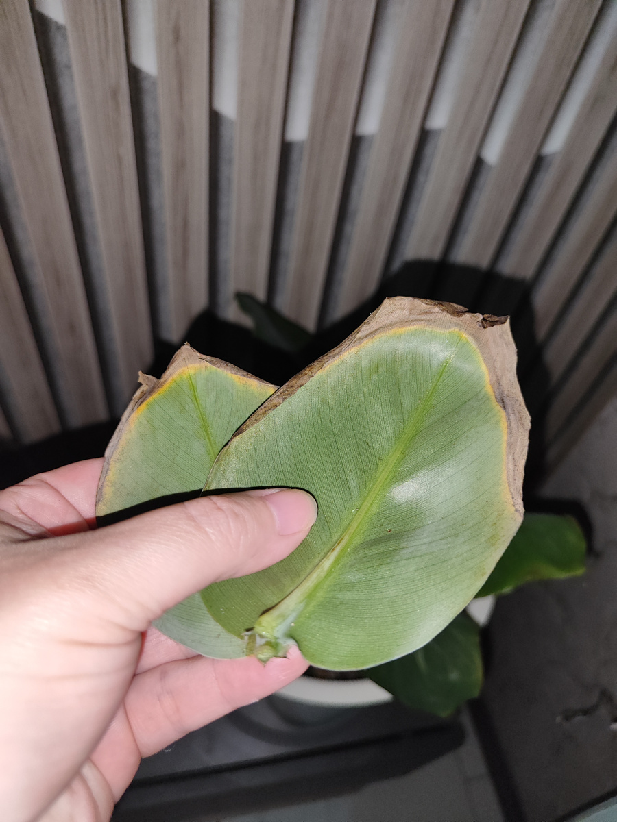 Вот такие нижние листочки я, обычно, уже убираю