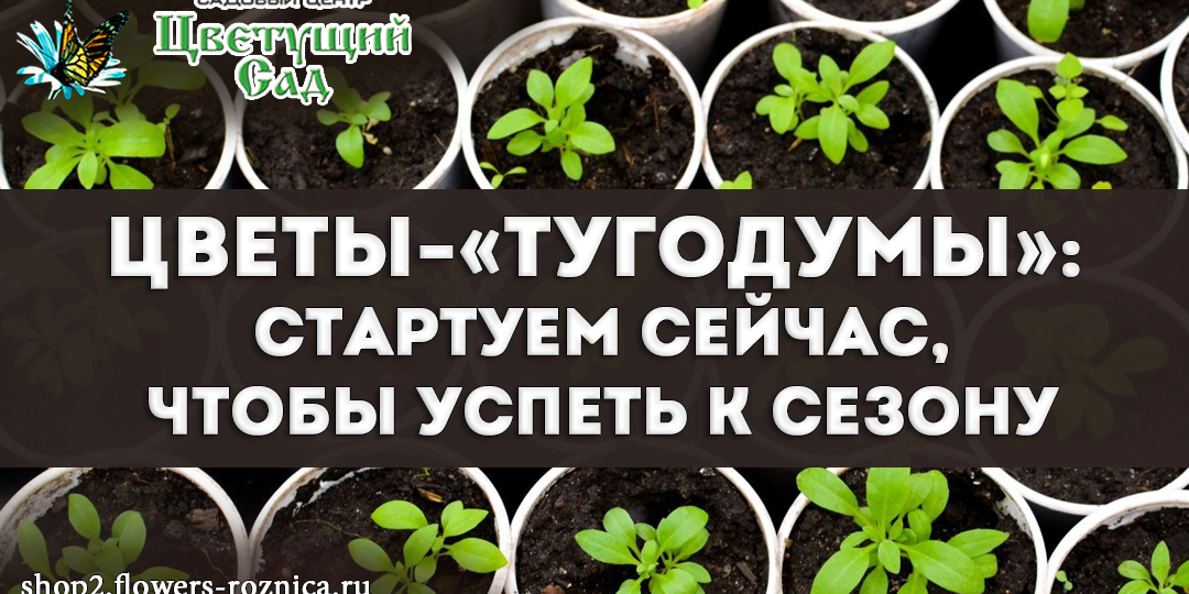 Цветы-«тугодумы»: стартуем сейчас, чтобы успеть к сезону