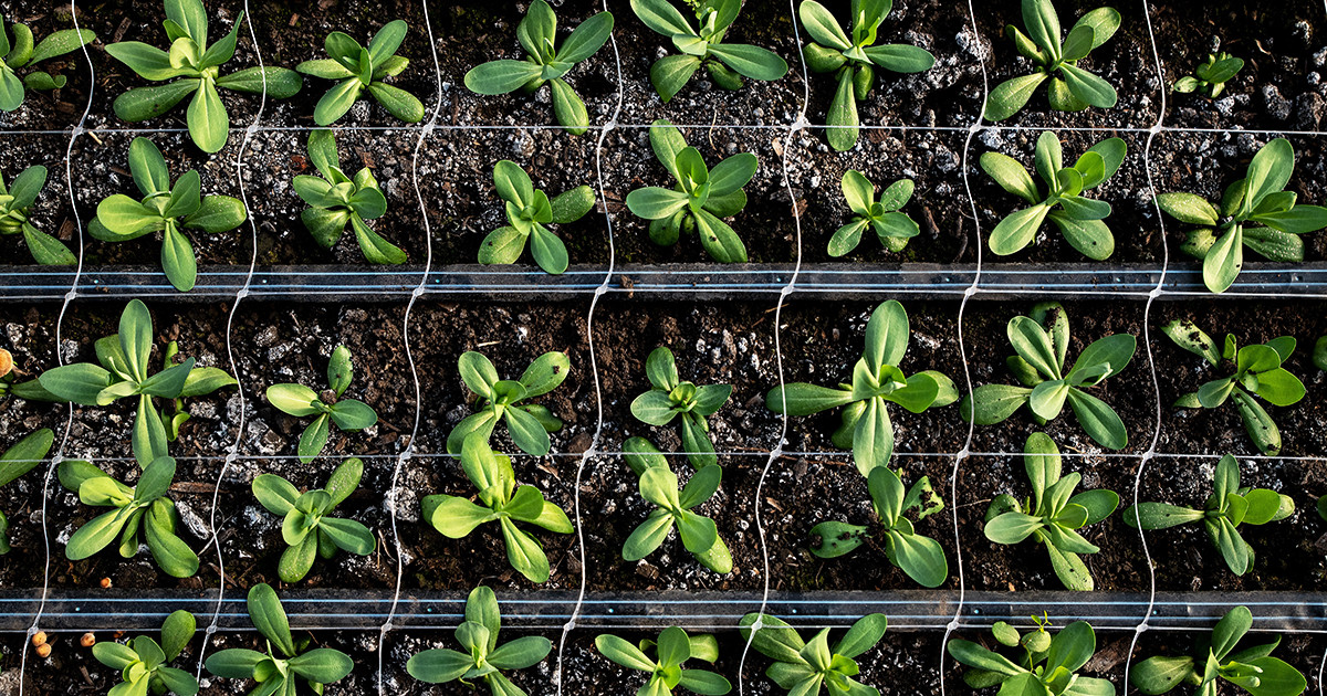 Эустома. Источник фото: https://www.botanichka.ru/article/pochemu-rassada-eustomy-ne-rastet-sovety-po-vyrashhivaniyu/