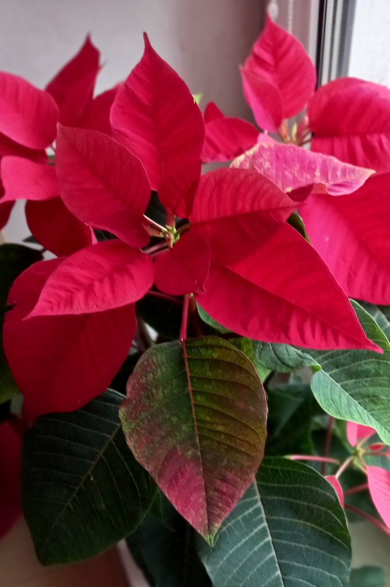 Вот такая пуансетия выросла к прошлому  празднику Рождества