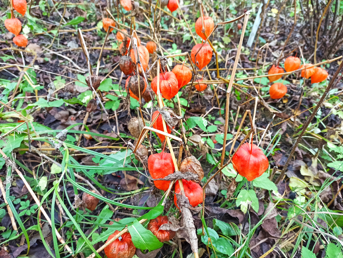 Фото автора. 