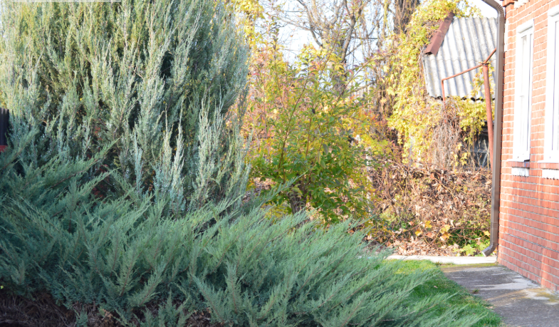 Фото автора. 15.11.2025. Кубанская осень в соседней станице.