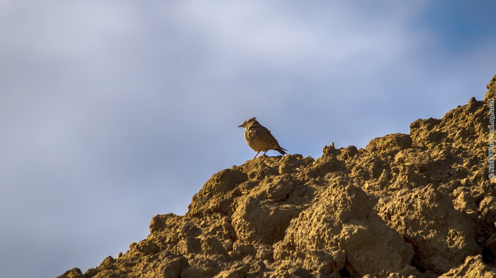 Хохлатый жаворонок... © NickFW.ru — 06.09.2021г.