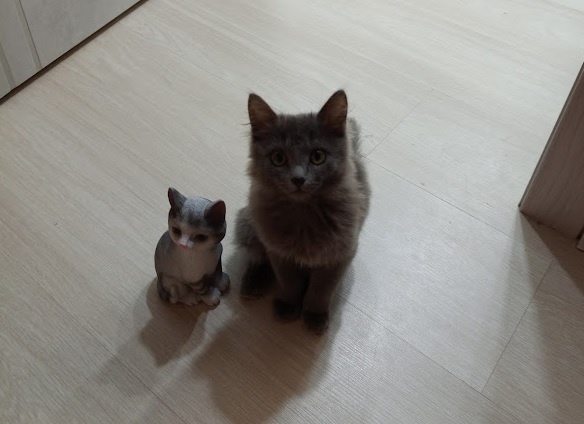 Пикси со своим двойником.