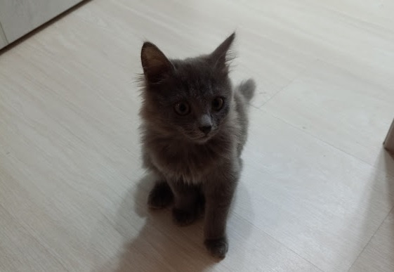 Пикси 3,5 месяца