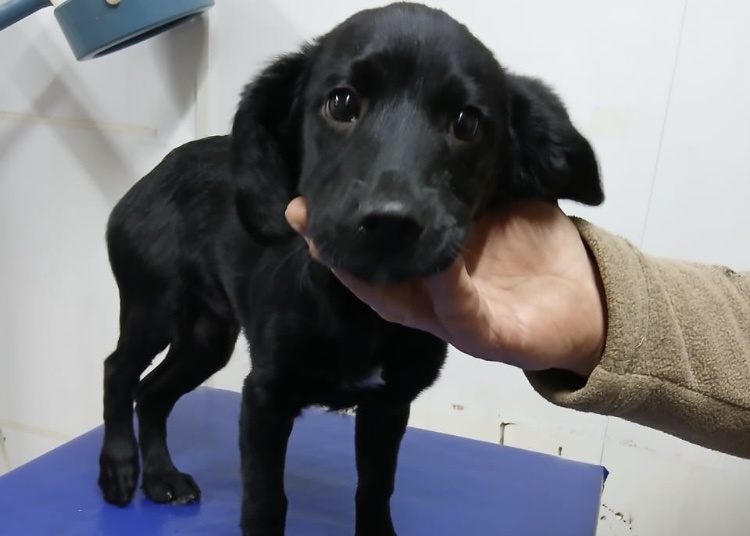 Щенка выбросили из машины за то, что он порвал туалетную бумагу