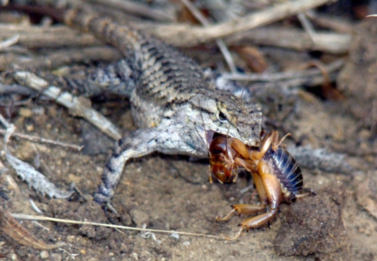 Язык "киллера": как убивают ящерицы