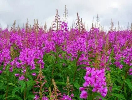 Душистый, невероятно полезный кипрей