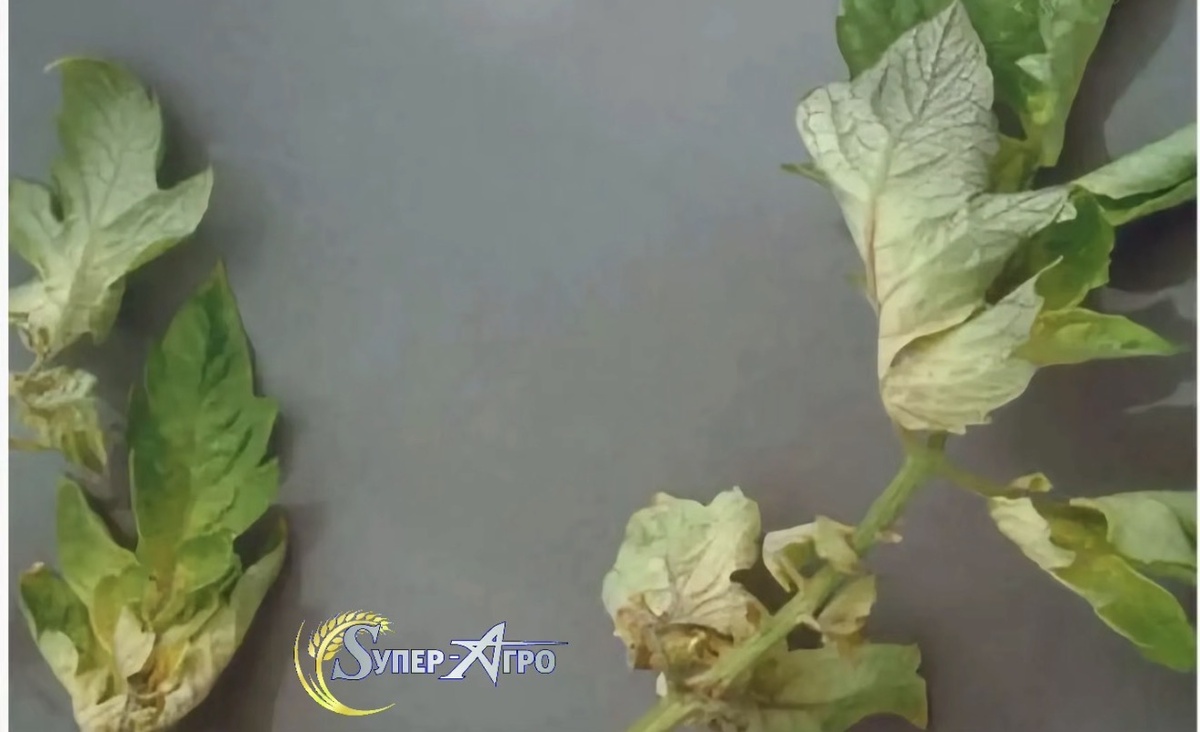 Дефицит кальция 