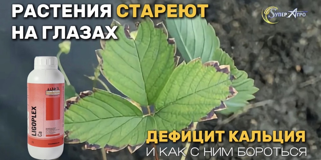 РАСТЕНИЯ СТАРЕЮТ НА ГЛАЗАХ, дефицит КАЛЬЦИЯ и как с ним бороться
