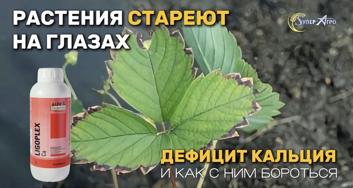 Дефицит Кальция и Лигоплекс 