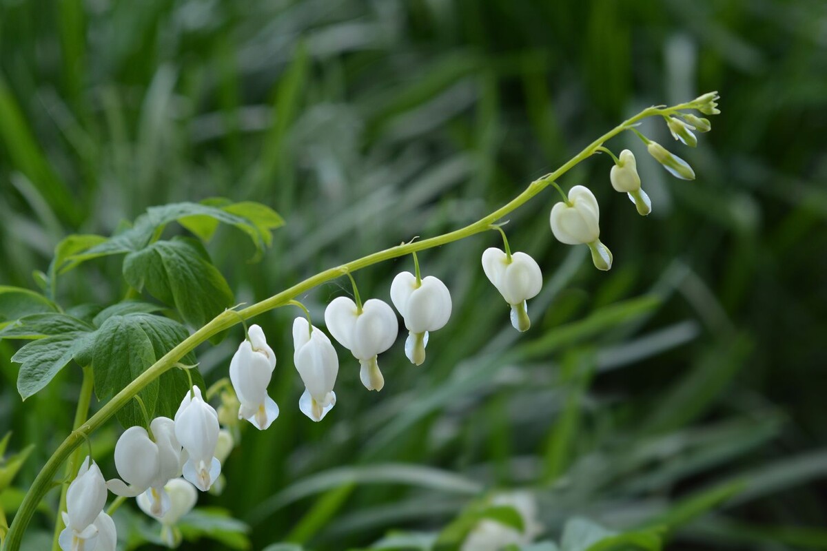 Фото 1, 2 - дицентра разных цветов. Фото из открытых источников