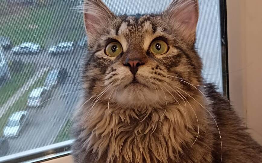 Спасенный с улицы котенок Мартин решил стать зоо-защитником