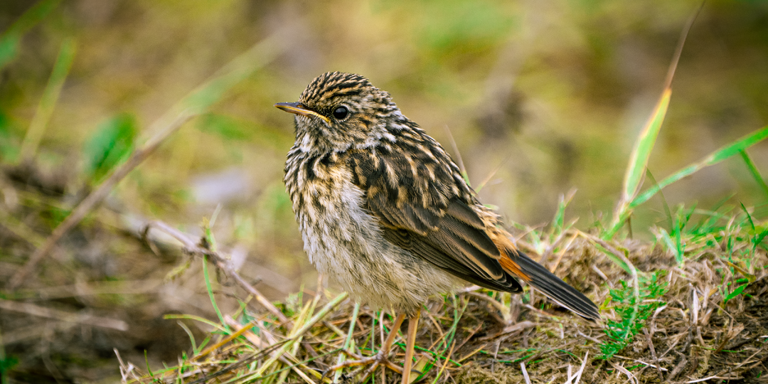 Варакушка - 10 интересных фактов