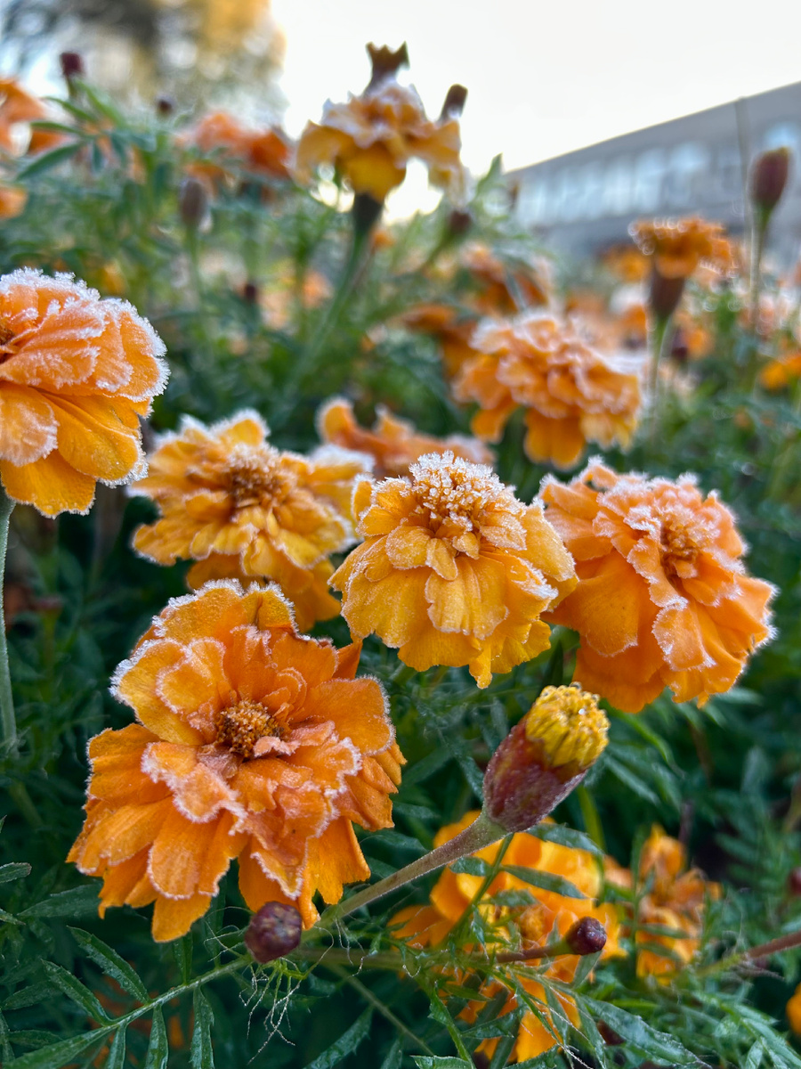 Первые заморозки в городе были в конце октября.