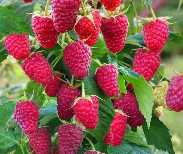 Садоводы для Вас! Большая статья Малина: Сорта и Агротехника, Значение и Ценность