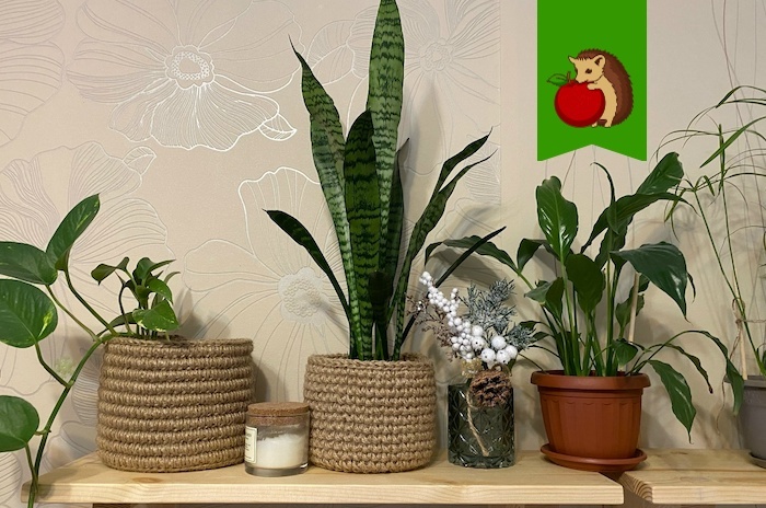 Чем обязательно поливаю комнатные растения зимой: для красоты, сил и здоровья