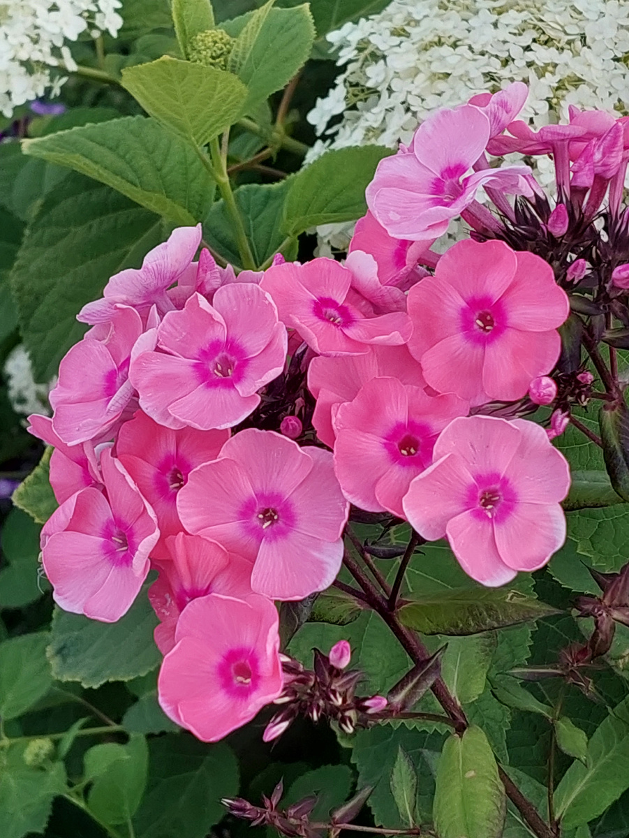 2. Мой первый флокс