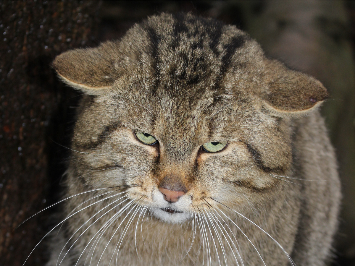 В сводке «Млекопитающие Советского Союза» (Гептнер В.Г., Слудский А.А., 1972) зафиксированы данные по самцам кавказского лесного кота, вес которых достигал 10,8 кг, а длина тела превышала 80 см. Фотография: Emőke Dénes, CC BY-SA 4.0