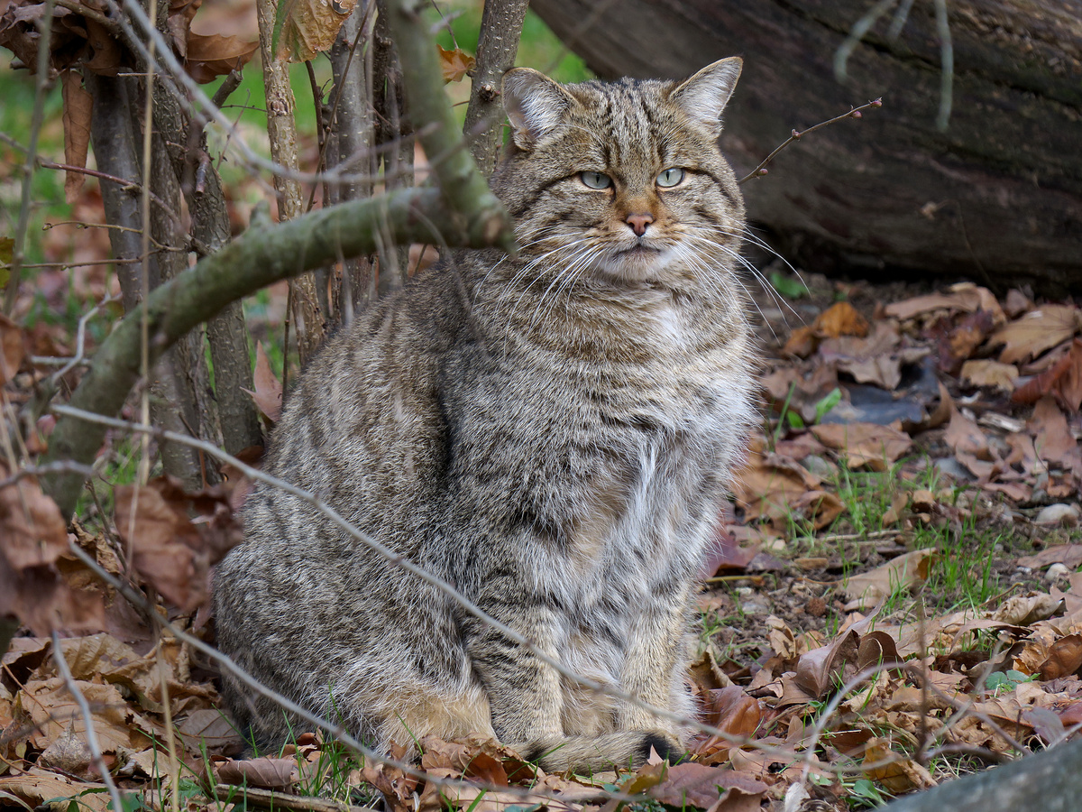 Камуфляж для хищника — основа основ. И в данном случае оба кота буквально сливаются с местностью. Кажется, будто кто-то намерено соорудил на их шерсти шалаши из листьев и сухостоя. Фотография: Keimzelle, CC BY-SA 4.0