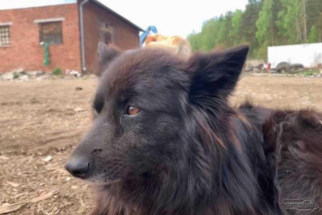    Фото: Софья Волкова © ИА «Уральский меридиан»