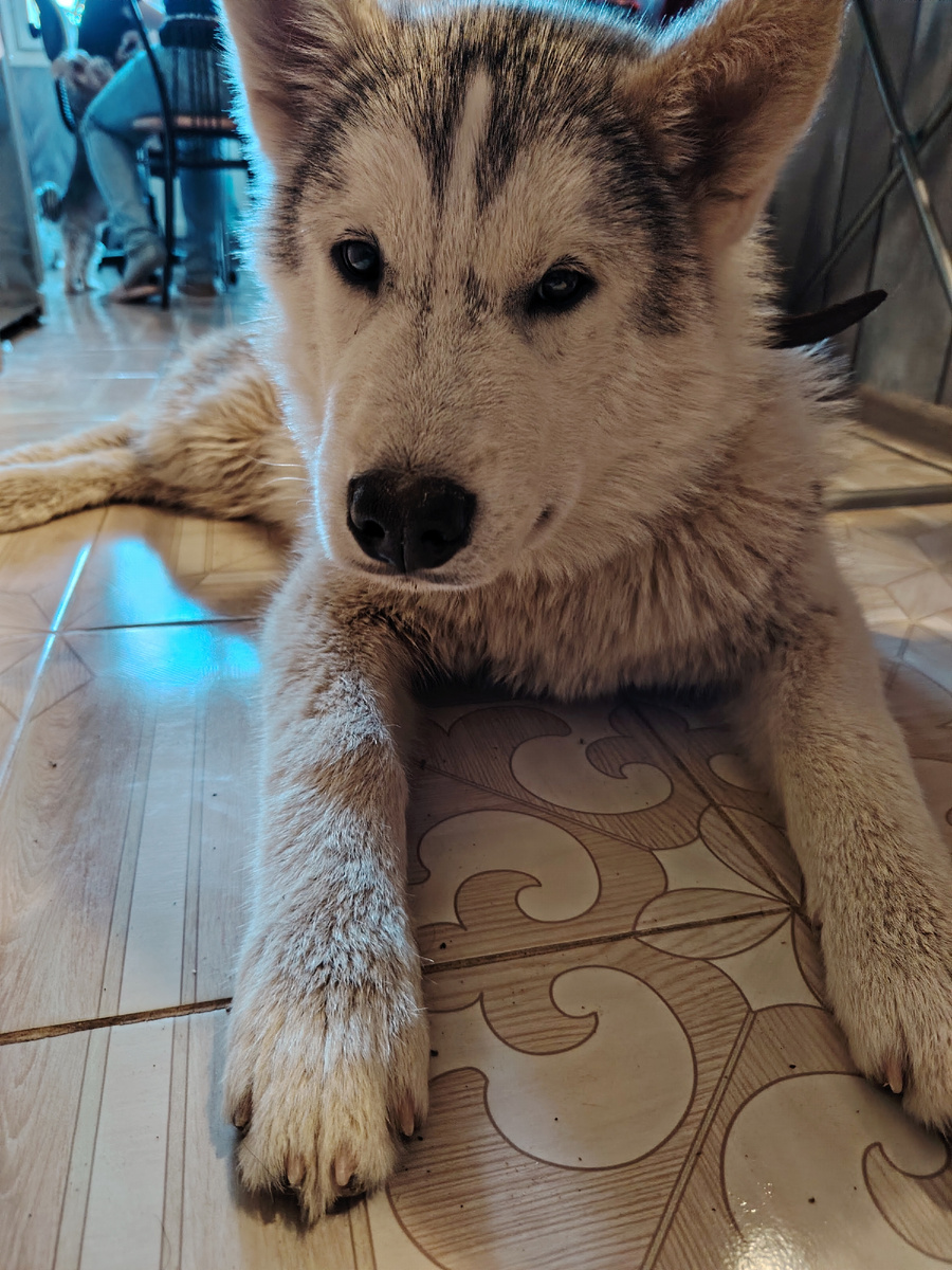 Так он выглядел после мытья