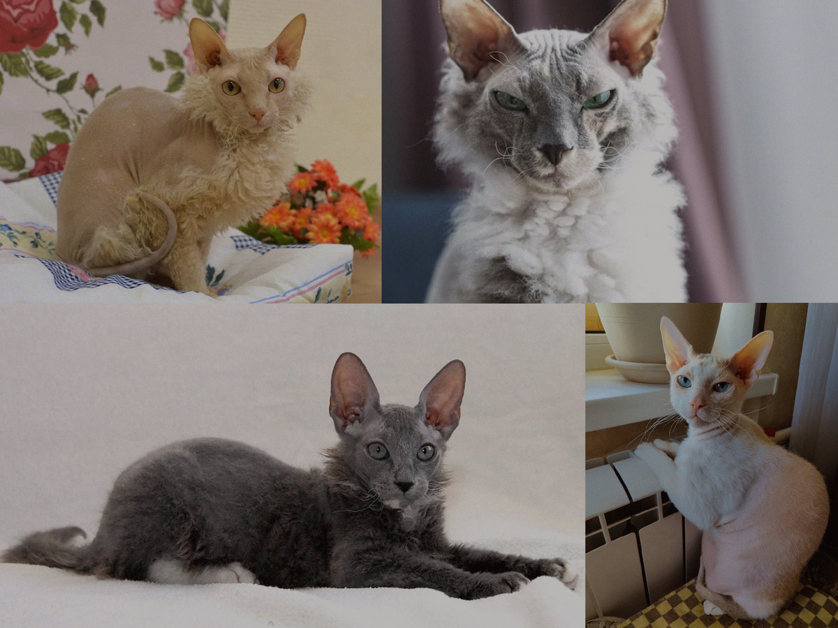 Коллаж из фото из интернета. Сфинксы совсем не обязательно должны быть лысыми!