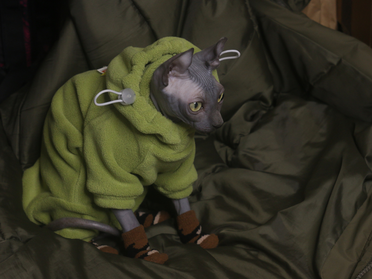 Котопес с человеческими чертами в одном флаконе 🥰